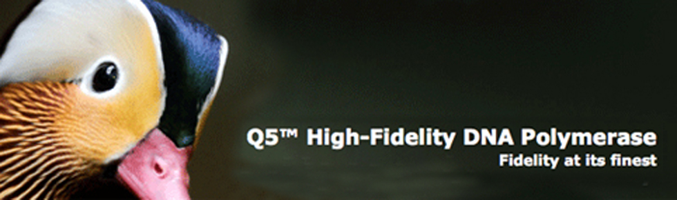 Q5� High-Fidelity DNA Polymerase....La pi� fedele al mondo!
