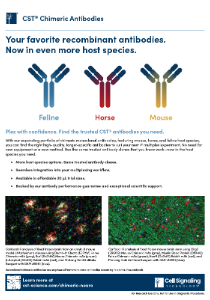 CST Chimeric Antibodies